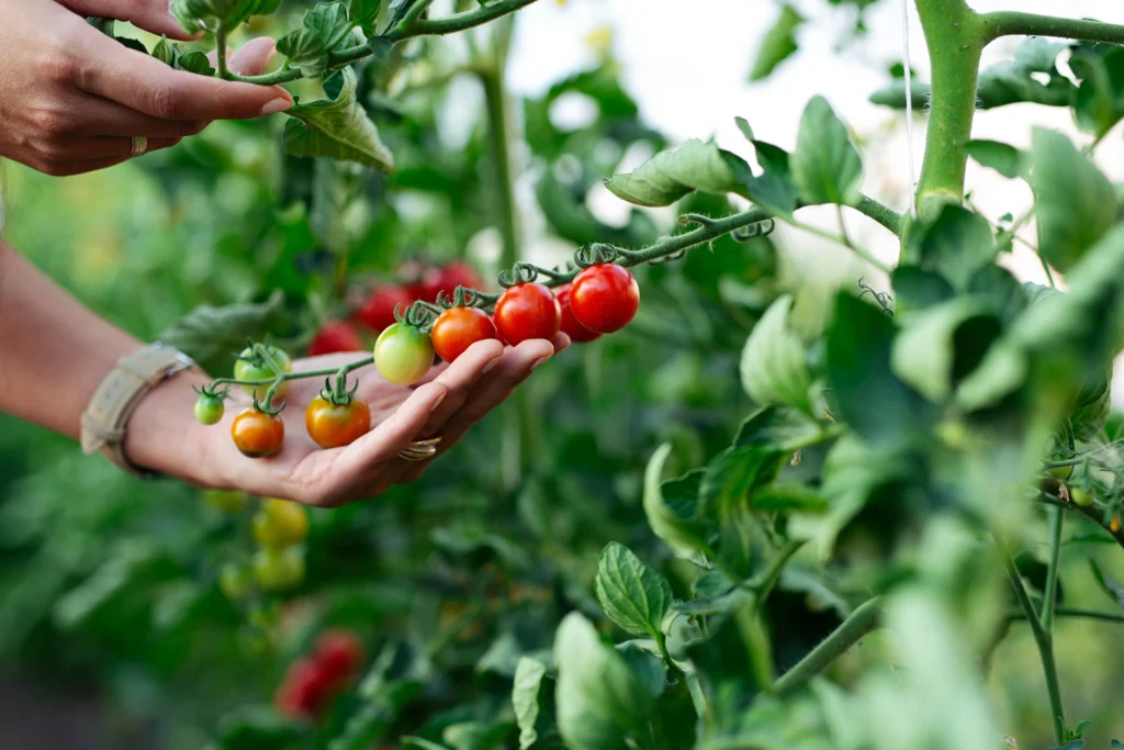 Hånd med modne tomater på planten – certificering af landbrugsproduktion